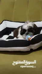  3 Shih Tzu puppy with all his stuff