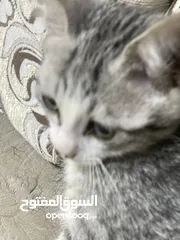  5 قط ذكر للتبني