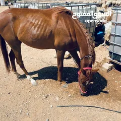  6 خيل لبيع العمر سنتين