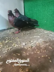  1 جوز ملاك عراقيات