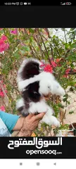  7 Pomeranian Puppy For Sale T-cup