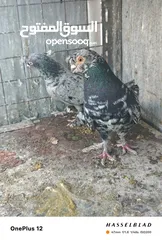  16 11 جوز مساويد، كشامره هومرات محيرات بواز مزهورات اسطنابله