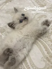  5 ragdoll kittens