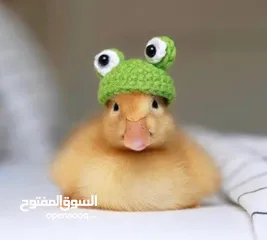  1 كتاكيت بط (( متجر الكتكوت الصغير ))