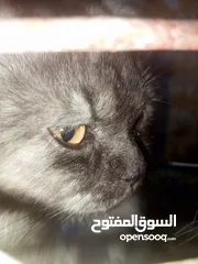  3 قط فحل اقرة الوصف