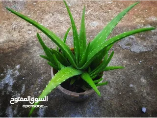 3 الألوفيرا الحقيقيه