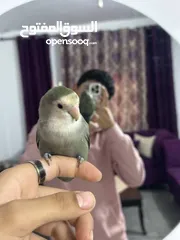  2 ببغاء روز للبيع بشكل مستعجل 20