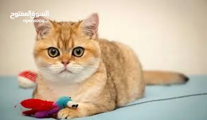  5 نشتري قطط سكوتش وبريتش الإعمار من شهرين ل3