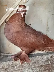  2 حمام و زغاليل مكاوي الوان و اعمار مختلفة
