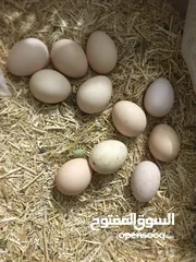  1 ‏بيض باكستاني نخب أول