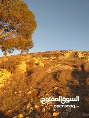  2 دورا جبل ابو عشرة