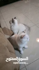  17 قطه هملايا انثى للبيع عمر ثلاث شهور  أكثير لعوبه حنونه مسليه نظيف جدا متعوده على البوكس مدربه