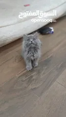  1 قطة بيرشن ذكر