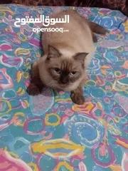  1 قطط للبيع هملايا