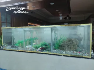  1 حوض سمك بدون طاوله طول 180 العرض30 الارتفاع 50 سماكت القزاز من الأسفل10 مل والجوانب 6 مل الطهر مراي