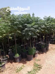  25 كافة أصناف اشجار الزينه