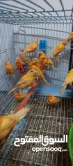  2 حبات احمر دم وجزري غامق نخب