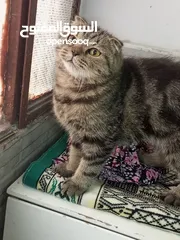  1 سكوتش فولد ماربل