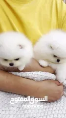  3 جراء بوميرانيان جميلة