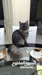  4 تبني قطط مع أغراضهم