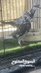  5 حمام كش و زق