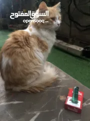  2 محمد الموقع جنين فلسطين