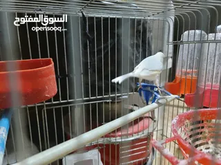  3 فحل كوكيتل محجل & فحل كنار شغالات 100% للبدل على درة او جرين شيك اليف