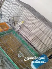  2 جوز كوكتيل