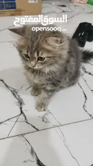  1 قطط شنشيلا شيرازي