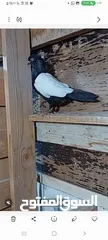  1 حمودي  عمان