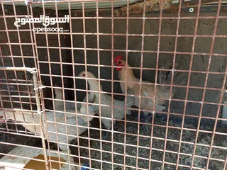  13 فقصات بحال الوكالة للبيع بيتو 2  وفقصتين  EGG 2
