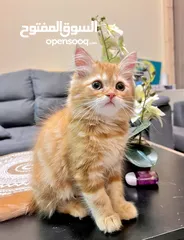 14 Cute Persian kittens