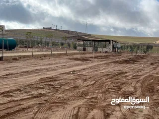  6 مزرعه زيتون منطقه قعفور