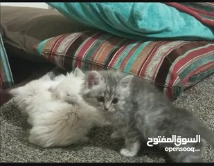  2 قطه انثى شانشيلا شهرين ونص للبيع بسعر 25 قابل التفاوض لعوب حنونه متعوده ع اللتر بوكس والدراي فود