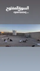  29 كوم حمام للبيع