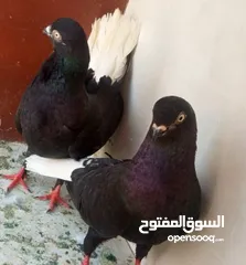 19 حمام للبيع