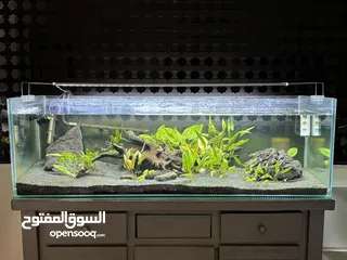  2 Fish tank with natural plants landscaping