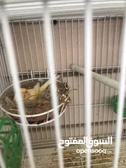  2 Breeding pairs of canary  in Alain