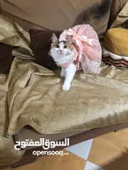 12 قط انثى شيرازي مكس حامل من سكوتش فولد   ماخد جميع المطاعيم البيع بسعر المطعوم فقط