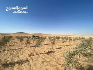  21 مزرعه زيتون