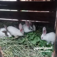  2 ارانب بلدي للبيع اقرا الوصف
