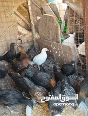  8 طيور متنوعه نضيفه كتير ترباية بيت مو قصص تجار