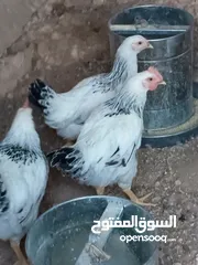  10 دجاج سايكس إنجليزي