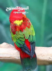  8 ببغاء شوف الوصف