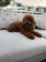  16 مستورد ذكر توي بودلToy poodle imported  1 year old male