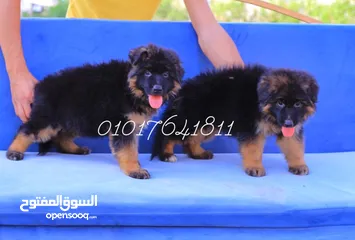  3 جراوي جيرمان شيبرد شولاين German Shepherd puppies for sale Sho lain