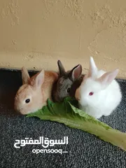 1 ارانب الطاف وكيوت