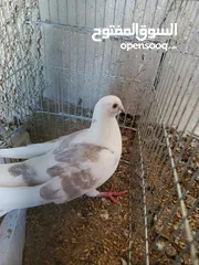  10 حمام للبيع