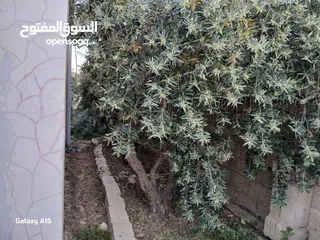  2 منزل للبيع المفرق بلعما الزيتونه واصل جميع الخدمات منطقة الزيتونة قريب من شارع اوستراد اربد الزرقاء