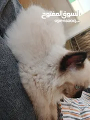  4 قط همالاي  للبيع مع اغراضو
